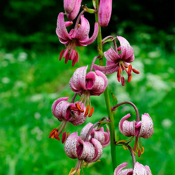 Heirloom Non-GMO Lilium Martagon Flower Seeds for Unique Garden Blooms and Woodland Planting