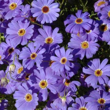 Purple Flower Pot Plant Seeds for Planting - NON GMO Seeds