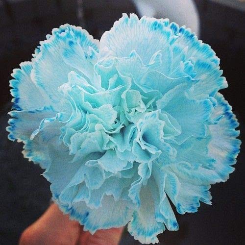 Sky Blue Carnation Flower Seeds – Heirloom, Non-GMO Flower Seeds for Planting seeds for planting in home garden