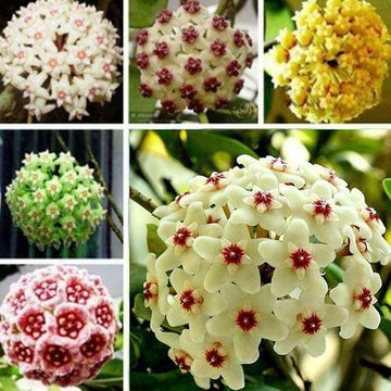 Organic Heirloom Non-GMO Mixed Hoya Seeds for Planting