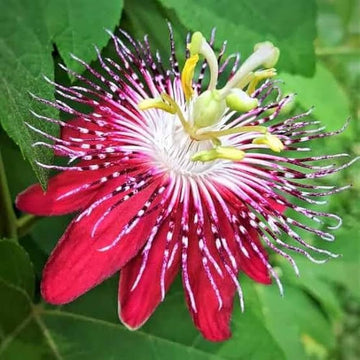 Organic Heirloom Red Winged-Stem Passion Flower Seeds – Non-GMO Unique Seeds for Planting