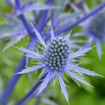 Organic Blue Eryngium Plant Seeds for Planting – Heirloom, Non-GMO