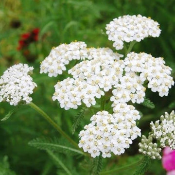 Achillea White Flower Seeds for Planting – Organic, Heirloom, Non-GMO Seeds