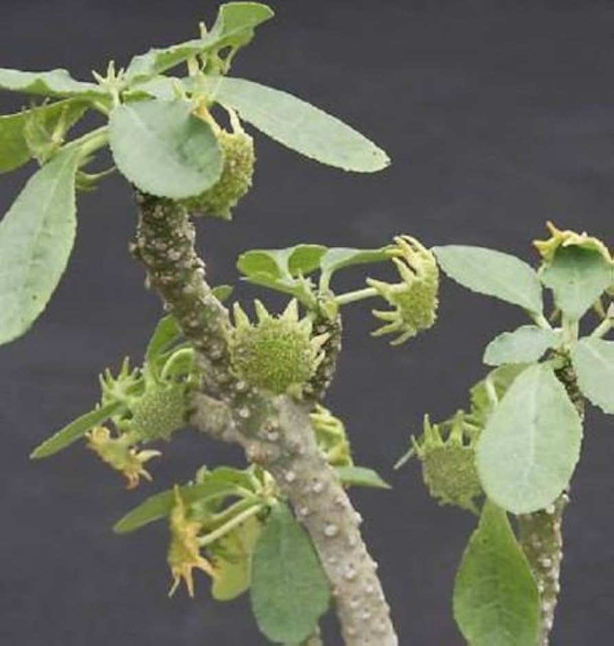 Dorstenia Lavrano Plant Seeds for Planting - Heirloom and Non-GMO Seeds for Home Garden for planting in home garden