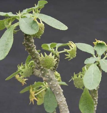 Dorstenia Lavrano Plant Seeds for Planting - Heirloom and Non-GMO Seeds for Home Garden