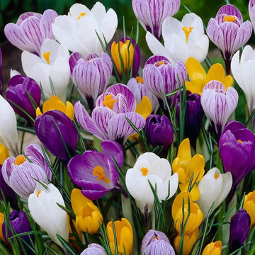 Heirloom Non-GMO Crocus Flower Seeds Mixed Colors for Garden Planting – Vibrant Spring Blooms