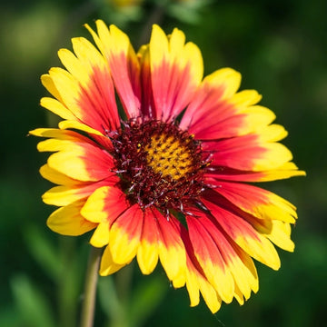 Arizona Yellow Red Flower Seeds for Planting – Organic, Heirloom, Non-GMO