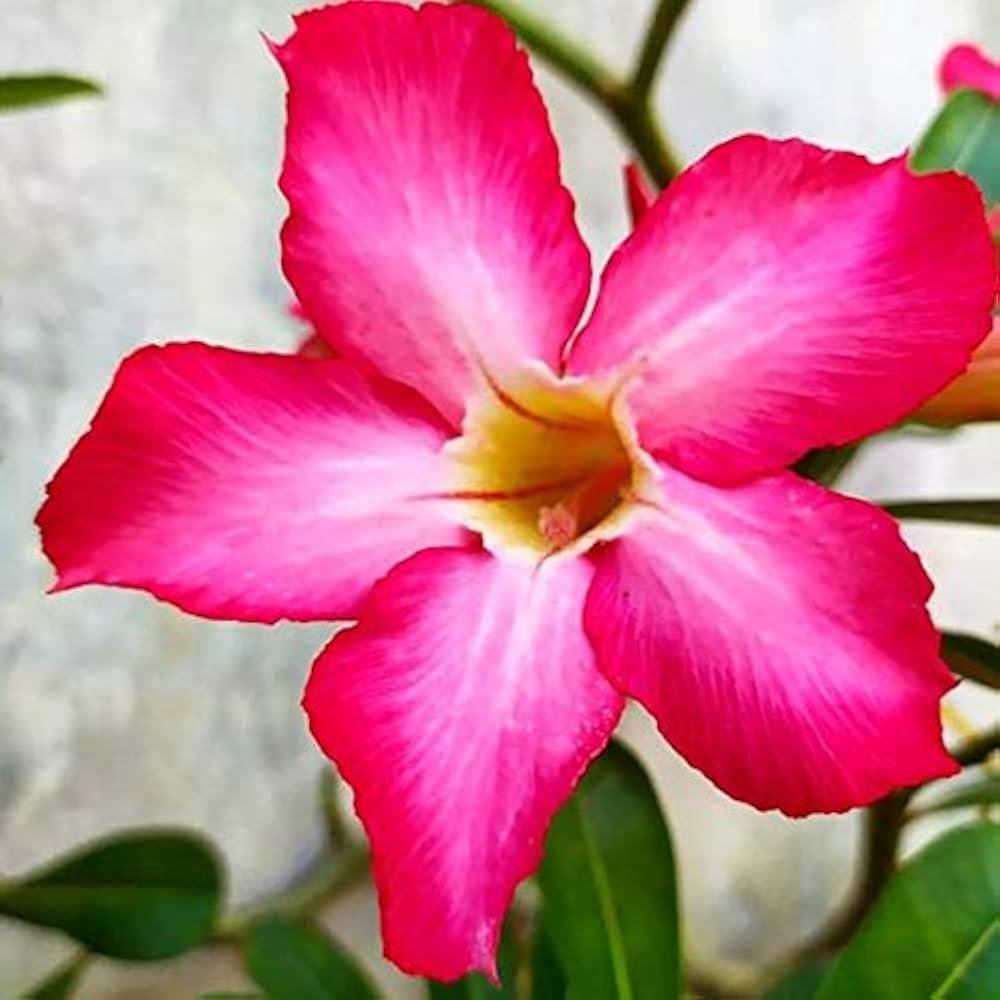 Pink Adenium Heirloom Non-GMO Seeds for Planting for planting in home garden