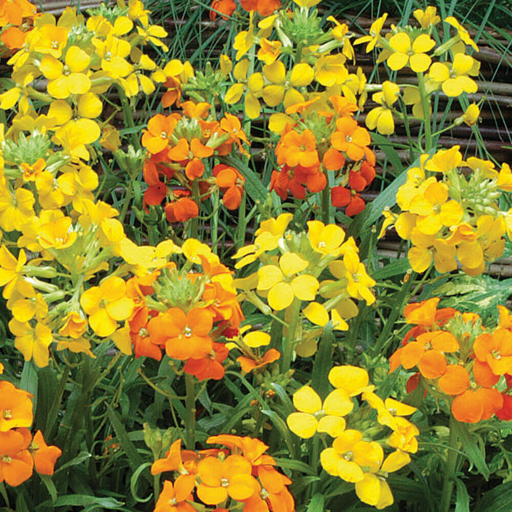 Heirloom Non-GMO Yellow Orange Erysimum Flower Seeds for Bright Pollinator Garden Planting for planting in home garden