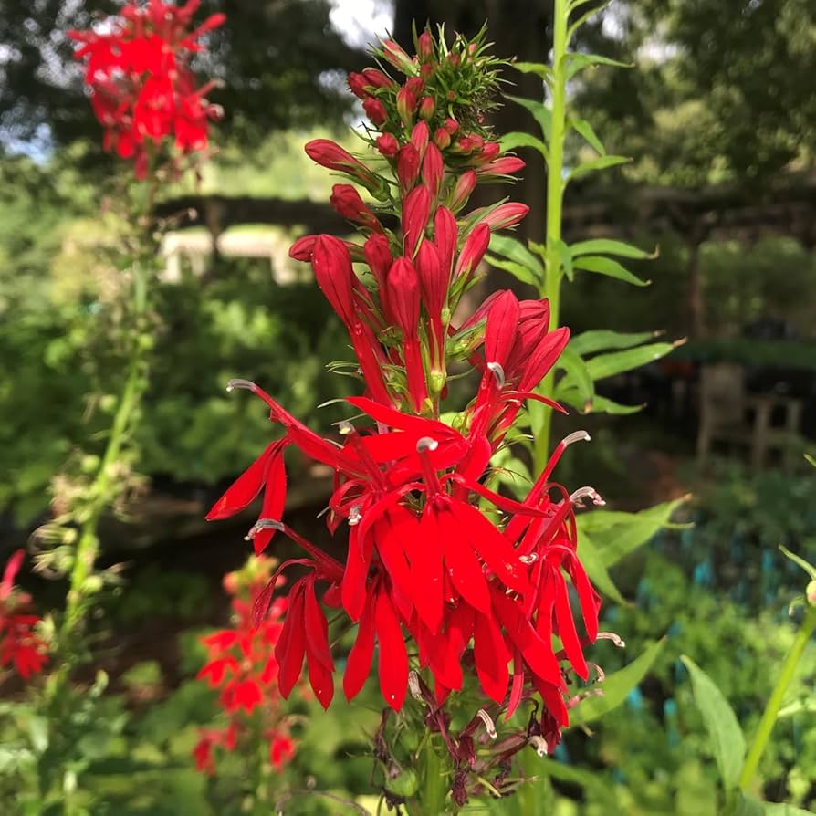 Heirloom Non-GMO Cardinal Flower Seeds for Garden Planting for planting in home garden