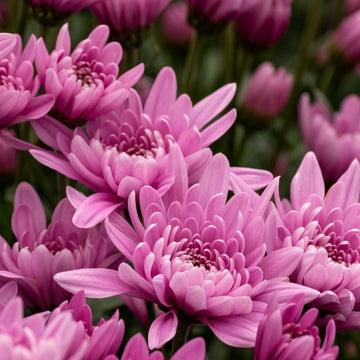 Light Pink Green Chrysanthemum Flower Seeds for Planting, NON GMO Seeds