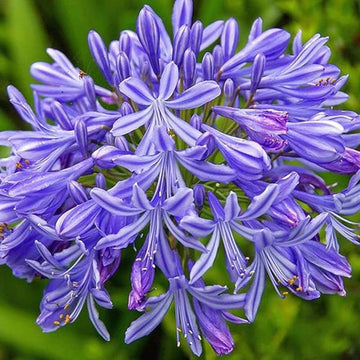 Blue Agapanthus Seeds for Planting - NON GMO Seeds