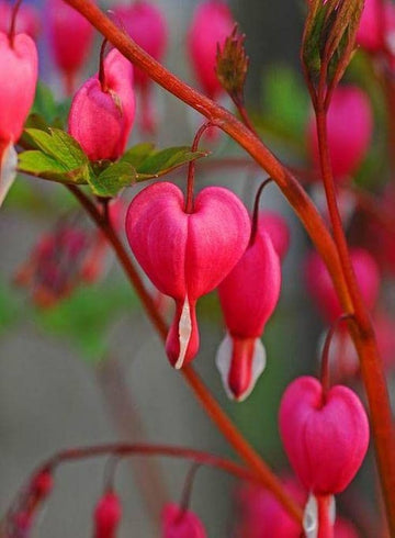 Pink Bleeding Hearts Flower Seeds for Planting - NON GMO Seeds