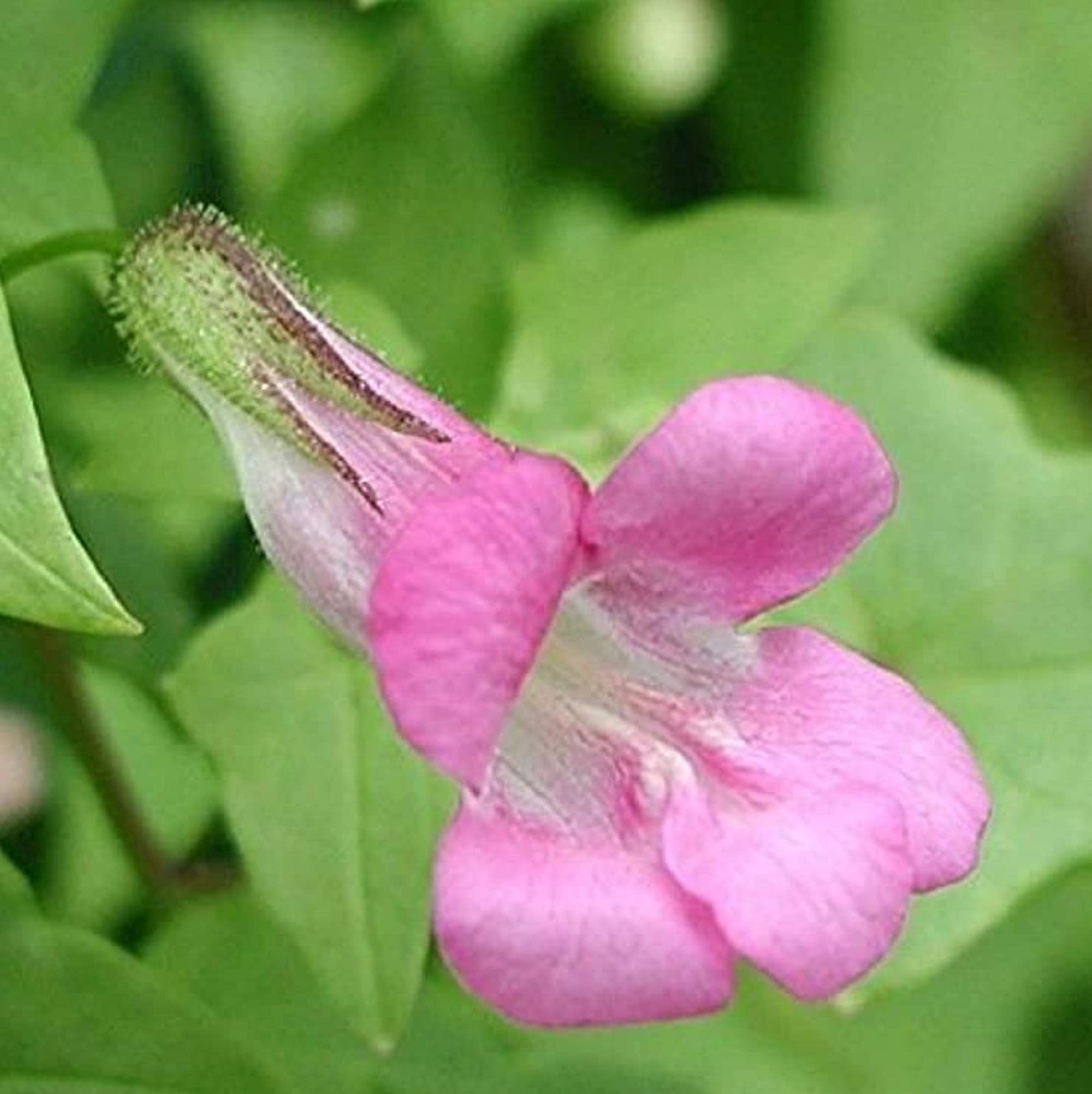 Pink Asarina Flower Seeds for Planting, 100 pcs seeds for planting in home garden
