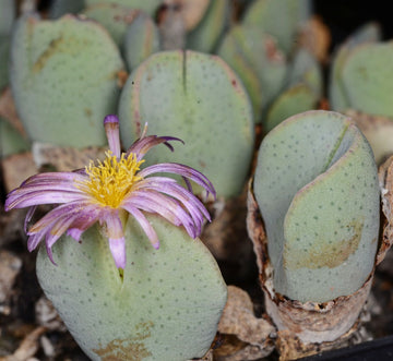 Organic Green Conophytum Ernianum Flower Seeds for Planting – Heirloom, Non-GMO