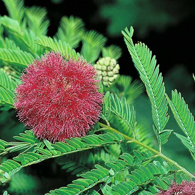 Mimosa Pudica Flower Seeds for Planting 100 pcs seeds for planting in home garden