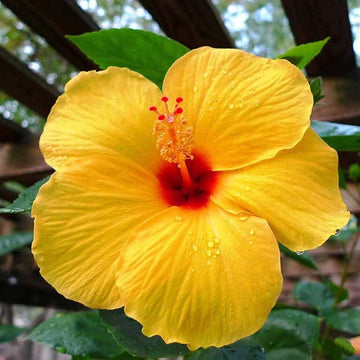 Yellow Hibiscus Flower Seeds – Heirloom Non-GMO Seeds for Bright Garden Blooms