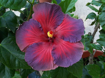 Ash Red Hibiscus Flower Seeds – Heirloom Non-GMO Seeds for Garden Planting