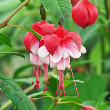 Heirloom Non-GMO Fuchsia Flower Seeds for Vibrant Hanging Baskets and Garden Planting
