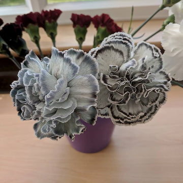 Organic Gray Carnation Flower Seeds for Planting – Heirloom, Non-GMO