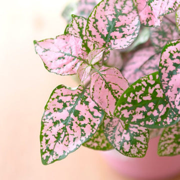 Organic Light Pink Green Hypoestes Plant Seeds for Planting – Heirloom, Non-GMO