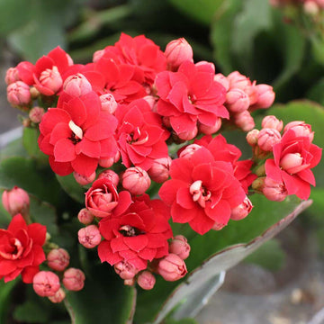 Organic Red Kalanchoe Flower Seeds for Planting – Heirloom, Non-GMO