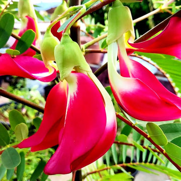 Pink Sesbania Grandiflora Flower Seeds, Heirloom, Non-GMO Seeds for Planting