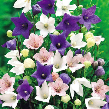 Heirloom Non-GMO Mixed Balloon Flower Seeds – Unique Shaped Perennial Flower Seeds