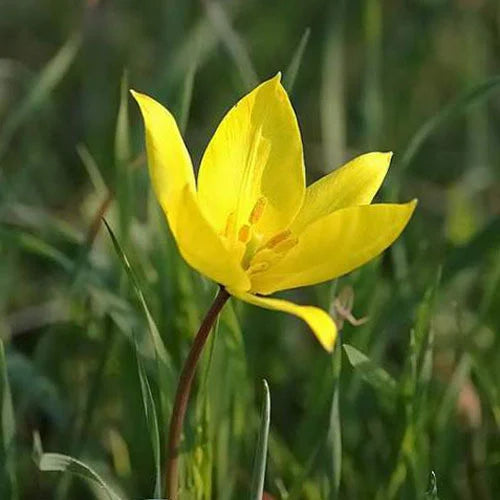 Tulipa Sylvestris Seeds for Planting – Heirloom, Non-GMO Wildflower Seeds seeds for planting in home garden