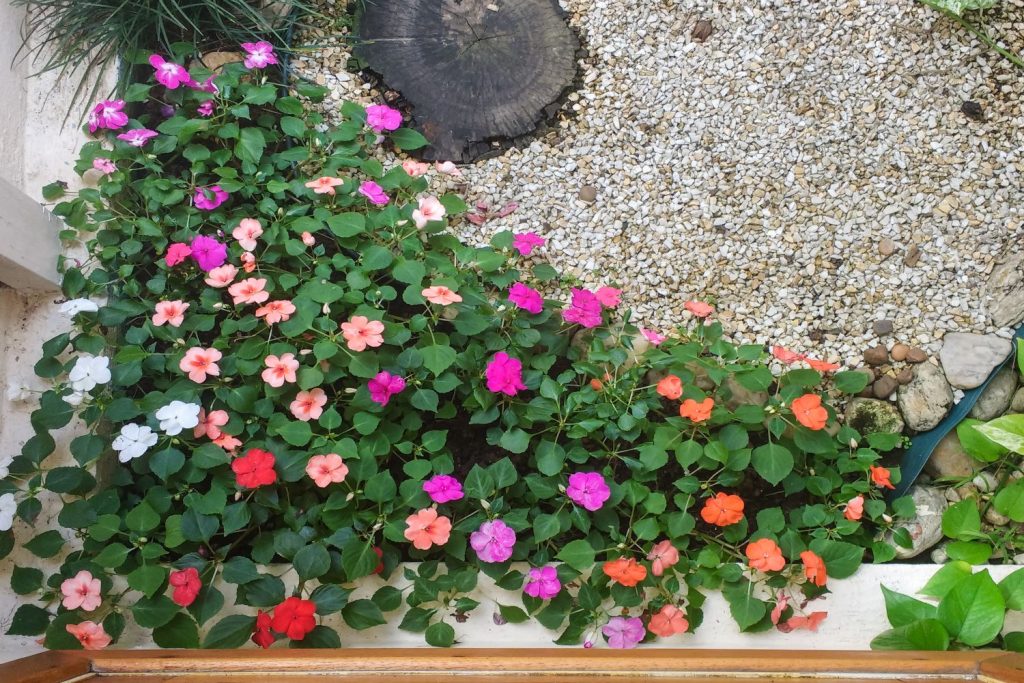 Lizzie Flower Seeds for Planting - 100 pcs seeds for planting in home garden