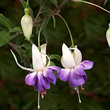 Purple White Fuchsia Flower Seeds – Heirloom Non-GMO Seeds for Colorful Garden Displays