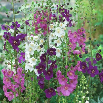 Heirloom Oxtail Verbascum Flower Seeds, Non-GMO Tall Spiked Blooms for Cottage and Wildflower Garden Planting