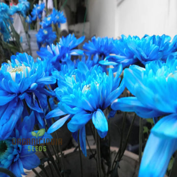 Blue White Chrysanthemum Flower Seeds – Heirloom, Non-GMO Seeds for Planting Garden Blooms