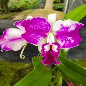 Cattleya Flower Seeds for Planting NON GMO Seeds