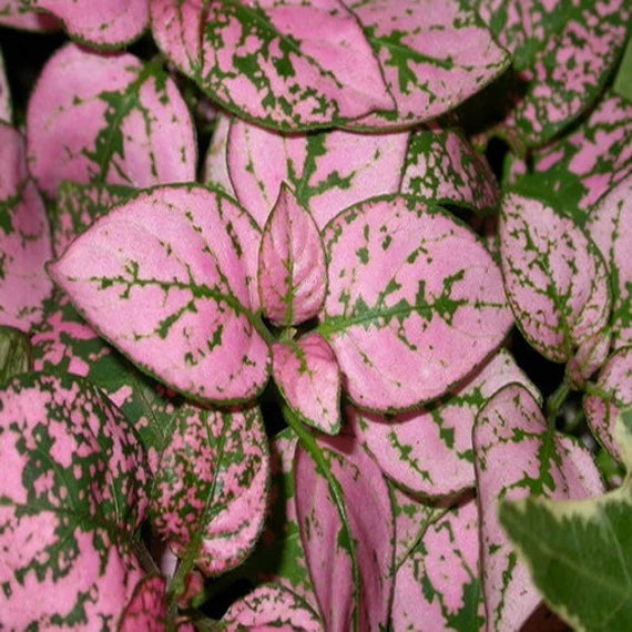 Hypoestes Polka Plant Seeds Pink for Planting 100 pcs seeds for planting in home garden