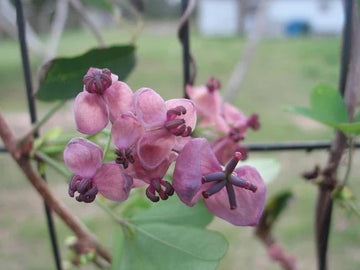 Akebia Flower Seeds for Planting, Fresh - NON GMO Seeds