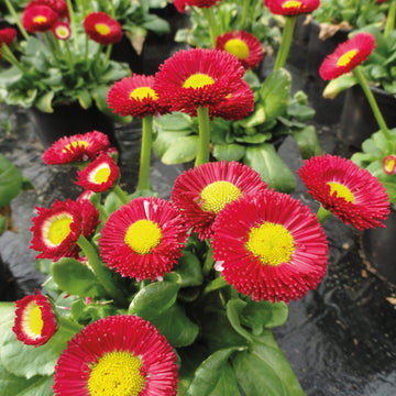 Bellis Red Yellow Seeds for Planting – Organic, Heirloom, Non-GMO Flower Seeds