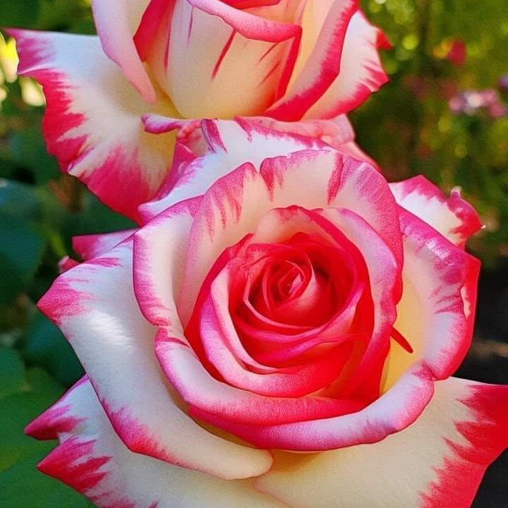 White & Pink Romantic Rose Heirloom Non-GMO Seeds for Planting for planting in home garden