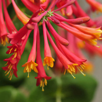 Honeysuckle Flower Seeds for Garden Planting - NON GMO Seeds