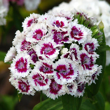 Heirloom Non-GMO White Violet Dianthus Flower Seeds for Dual-Tone Garden Displays and Fragrant Planting