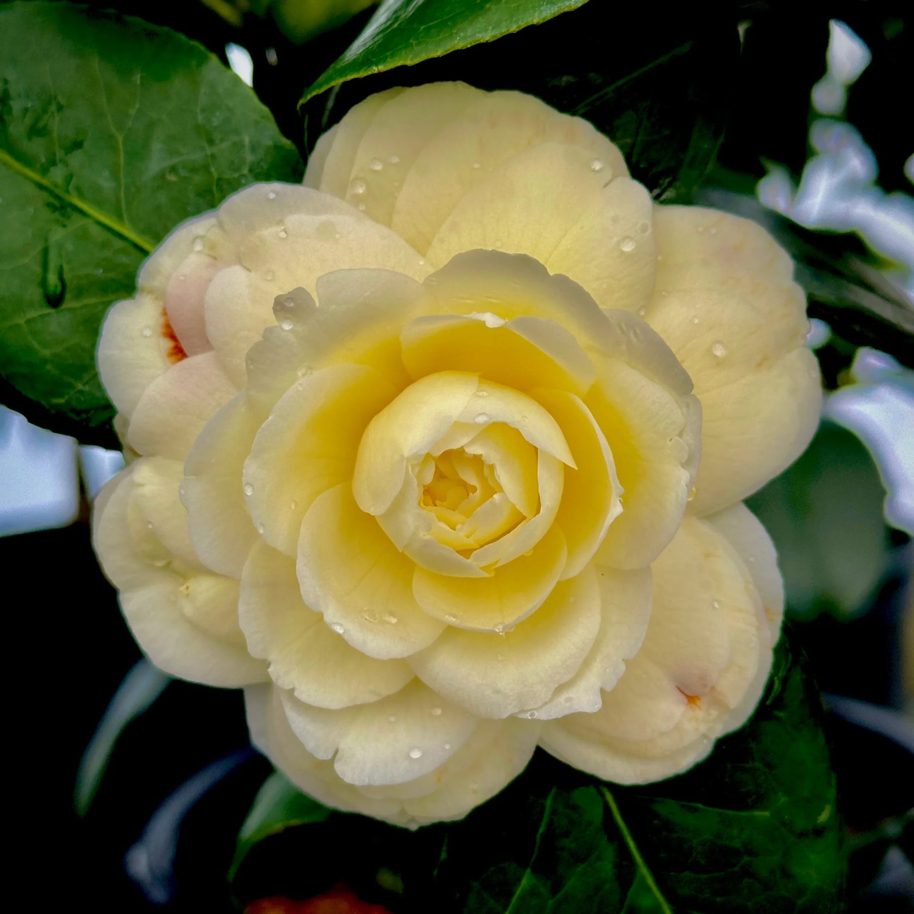Organic Heirloom Camellia Light Yellow Flower Seeds – Non-GMO Ornamental Seeds for Planting seeds for planting in home garden