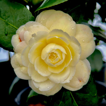 Organic Heirloom Camellia Light Yellow Flower Seeds – Non-GMO Ornamental Seeds for Planting