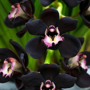 Heirloom Non-GMO Black Cymbidium Faberi Flower Seeds for Exotic Garden and Indoor Planting
