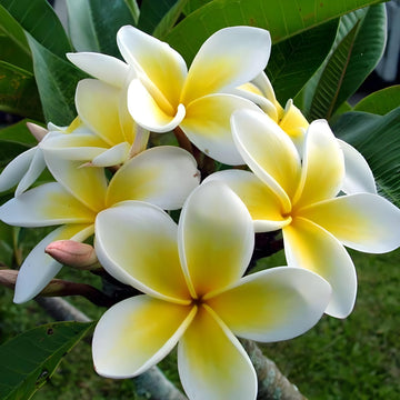 Yellow White Frangipani Flower Seeds â€“ Heirloom, Non-GMO Tropical Seeds for Planting