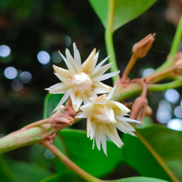 Mimusops Flower Seeds – Heirloom, Non-GMO, Fragrant Tropical Blooms for Garden Planting