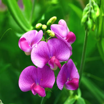 Heirloom Non-GMO Sweet Peas Flower Seeds | Fragrant Climbing Vine Seeds for Garden Trellises