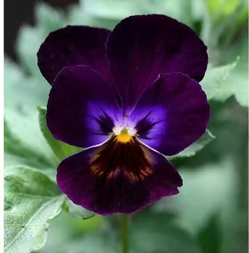 Violet Pansy Seeds – Non-GMO Flower Seeds for Garden Planting