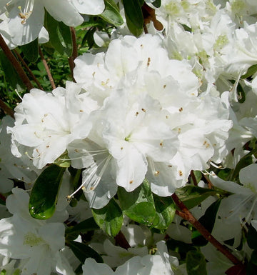 Organic Heirloom Rhododendron Plant Seeds – Non-GMO Ornamental Shrub Seeds for Planting