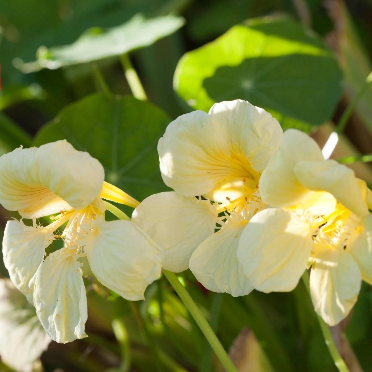 Heirloom Non-GMO Cream Nasturtium Flower Seeds for Garden Planting for planting in home garden