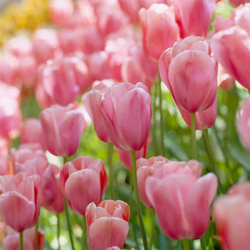 Light Pink Tulip Flower Seeds for Planting – Heirloom, Non-GMO Flower Seeds